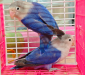 Love bird master pair